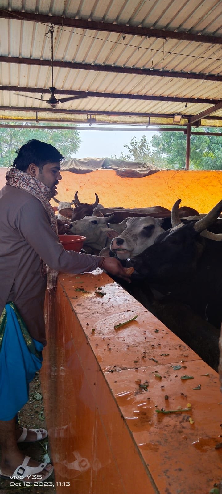 Gau Seva